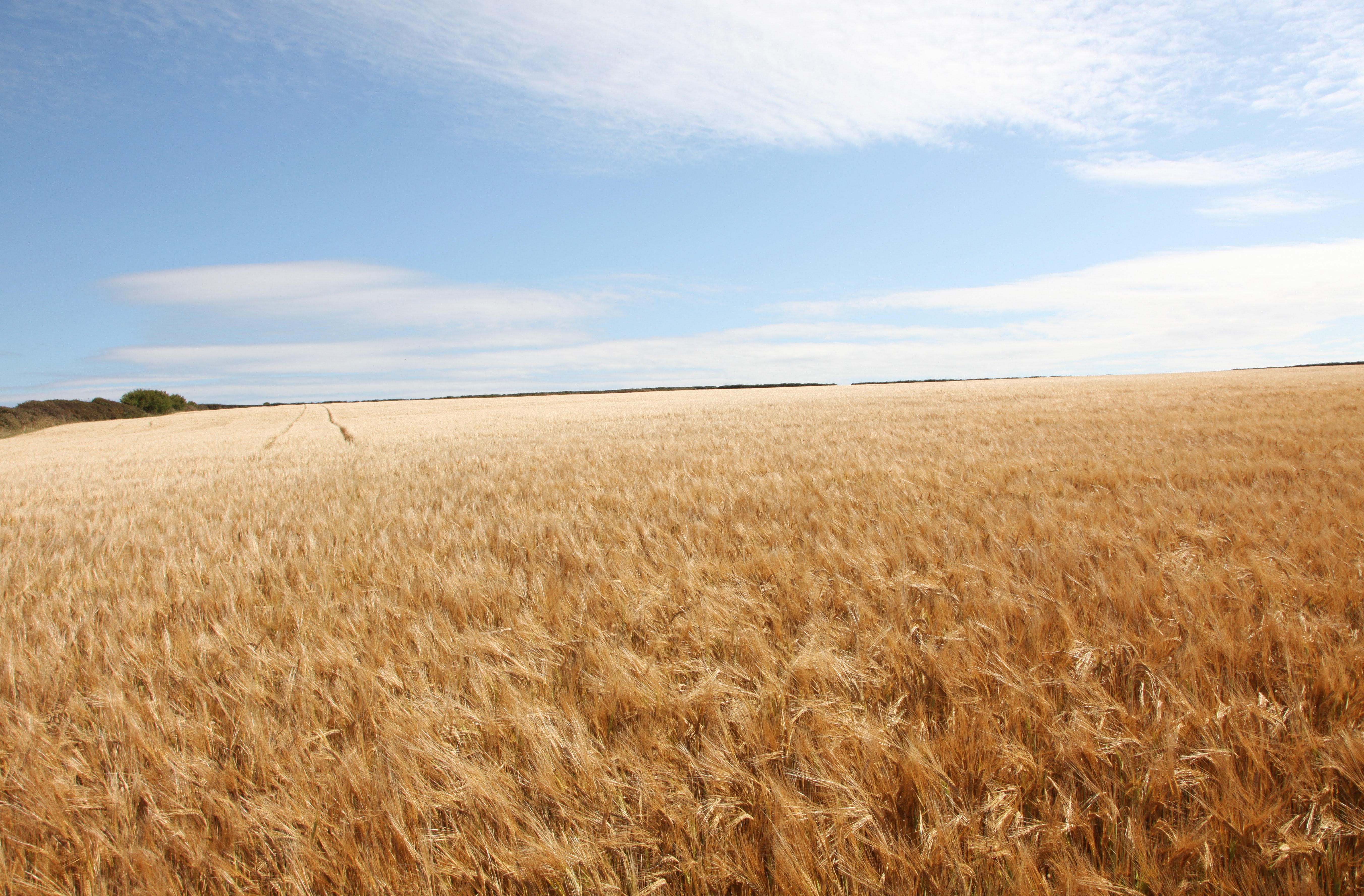 Wheat Field